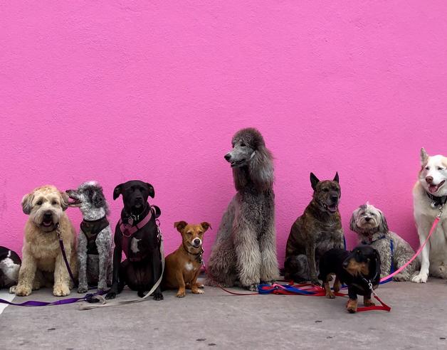 Various breeds of dog standing together in front of a pink wall
