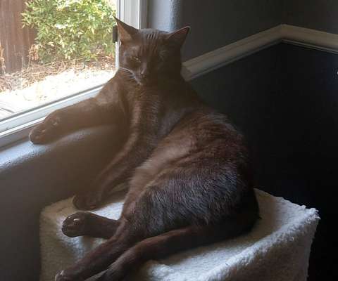 Finn the brown cat chilling with his arm on the window sill